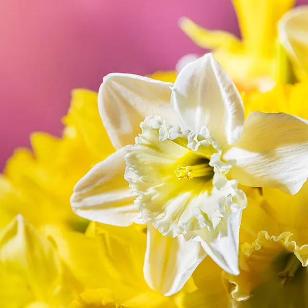 Spring Daffodils