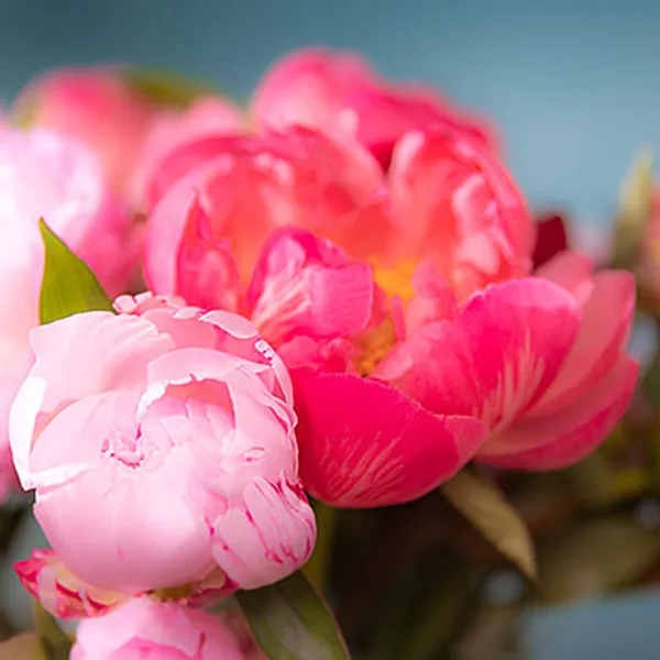 Pink peonies