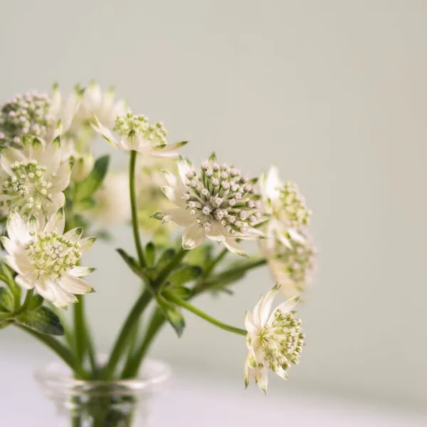 Small funeral bouquet